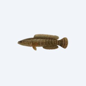 Ocellated Snakehead (Channa pleurophthalma) in a planted freshwater aquarium