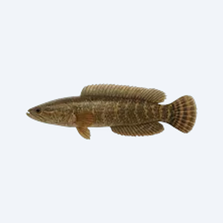 Ocellated Snakehead (Channa pleurophthalma) in a planted freshwater aquarium