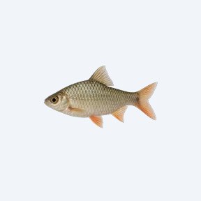 Odessa Barb (Pethia padamya) in a planted freshwater aquarium