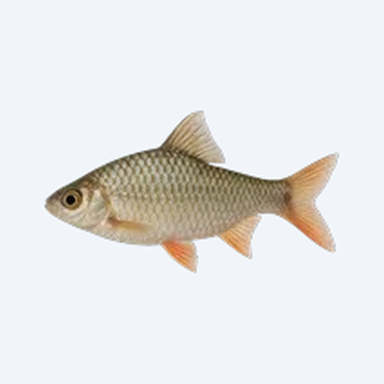 Odessa Barb (Pethia padamya) in a planted freshwater aquarium