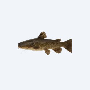 Oil Catfish (Siluriformes sp.) in a planted freshwater aquarium