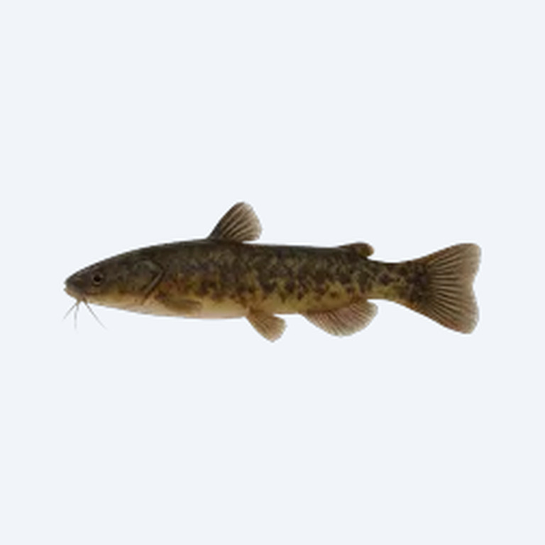 Oil Catfish (Siluriformes sp.) in a freshwater aquarium