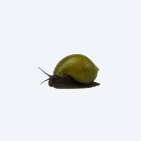 Olive Nerite Snail (Neritina reclivata) in a planted freshwater aquarium