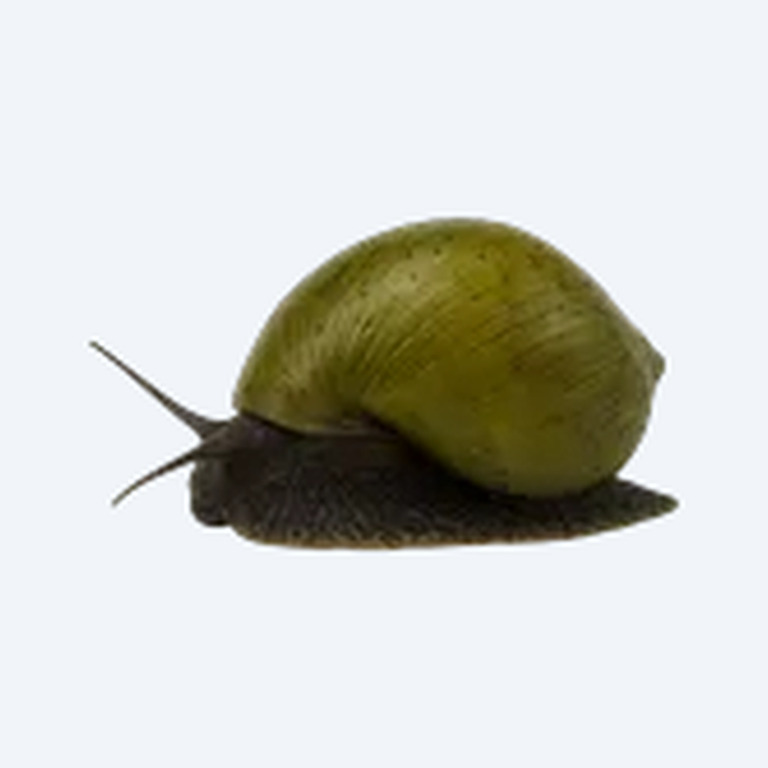 Olive Nerite Snail (Neritina reclivata) in a planted freshwater aquarium