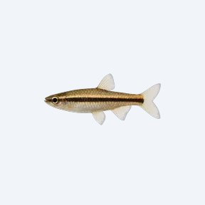 One-lined Pencilfish (Nannostomus sp.) in a planted freshwater aquarium