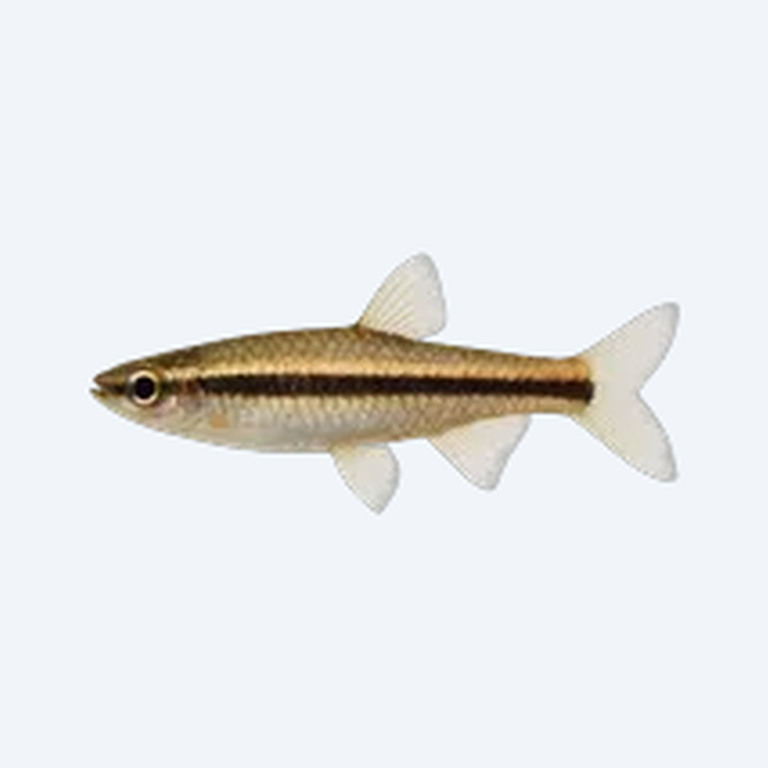 One-lined Pencilfish (Nannostomus sp.) in a freshwater aquarium