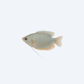 Opaline Gourami (Trichogaster trichopterus) in a planted freshwater aquarium
