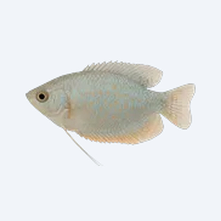 Opaline Gourami (Trichogaster trichopterus) in a planted freshwater aquarium