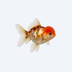 Oranda (fancy) (Carassius auratus) in a planted freshwater aquarium