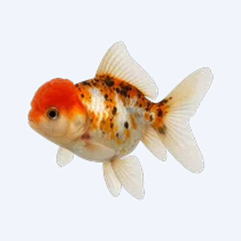 Oranda (fancy) (Carassius auratus) in a planted freshwater aquarium