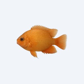 Orange Chromide (Etroplus maculatus) in a planted freshwater aquarium