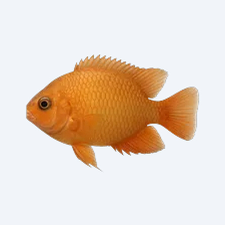 Orange Chromide (Etroplus maculatus) in a freshwater aquarium