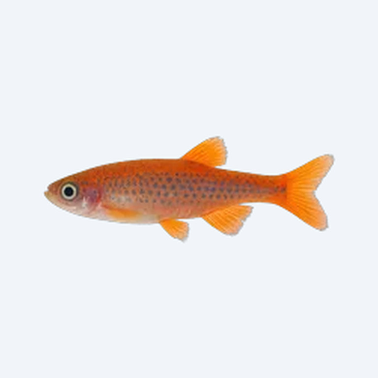 Orange Hatchet Danio (Danio sp.) in a freshwater aquarium