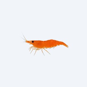 Orange Neocaridina (Neocaridina davidi) in a planted freshwater aquarium