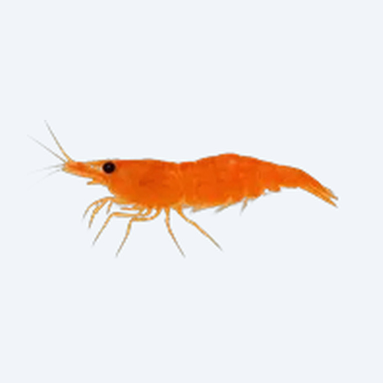 Orange Neocaridina (Neocaridina davidi) in a planted freshwater aquarium