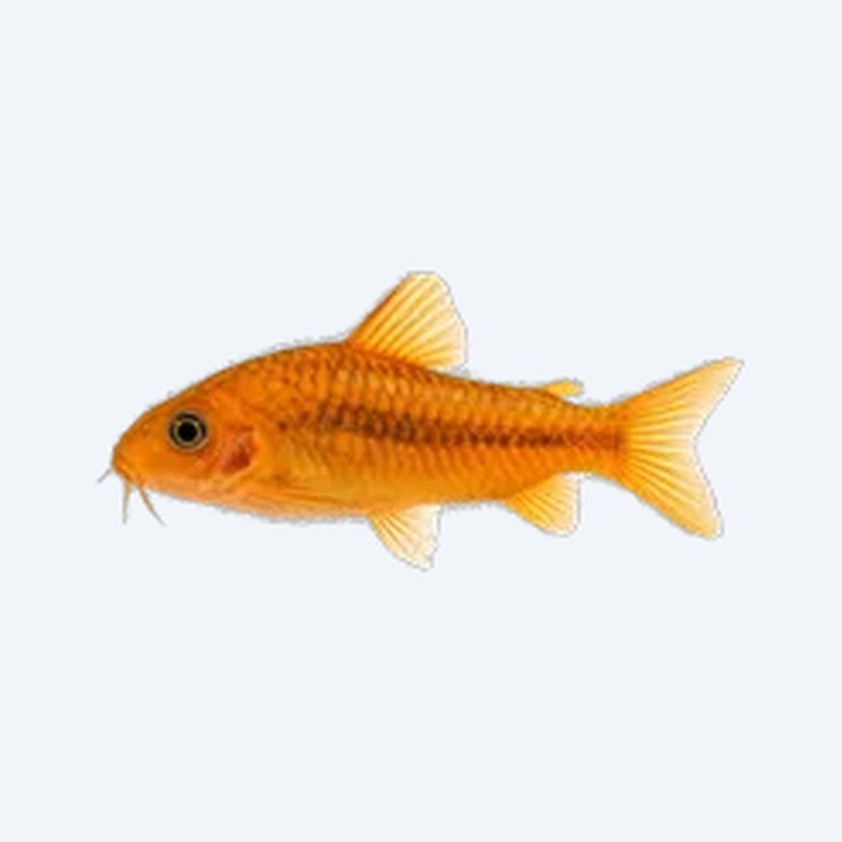 Orange Venezuelan Cory (Corydoras sp.) in a freshwater aquarium