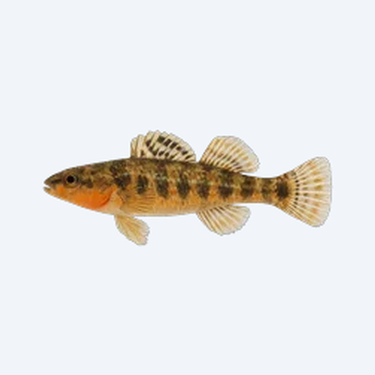 Orangethroat Darter (Etheostoma spectabile) in a planted freshwater aquarium