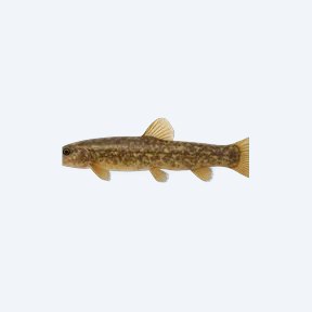 Oriental Weather Loach (Dojo Loach) (Misgurnus anguillicaudatus) in a planted freshwater aquarium