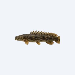 Ornate Bichir (Polypterus ornatipinnis) in a planted freshwater aquarium