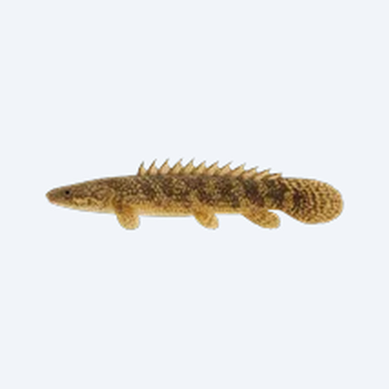 Ornate Bichir (Polypterus ornatipinnis) in a planted freshwater aquarium