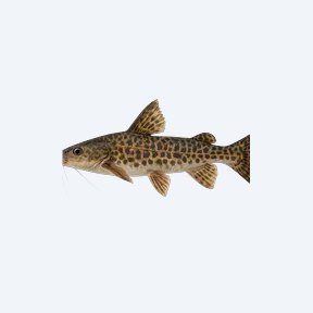 Ornate Pimelodus (Siluriformes sp.) in a planted freshwater aquarium