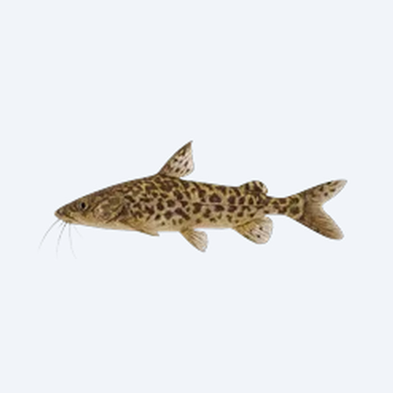 Ornate Pimelodus (Siluriformes sp.) in a planted freshwater aquarium