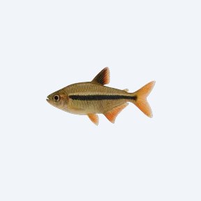 Ornate Tetra (Characidae sp.) in a planted freshwater aquarium