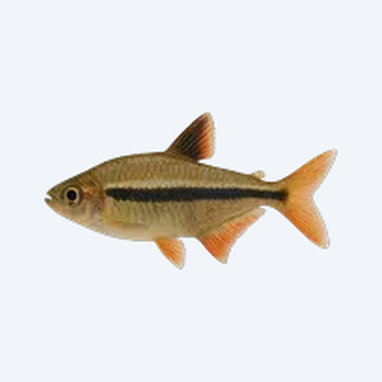 Ornate Tetra (Characidae sp.) in a freshwater aquarium