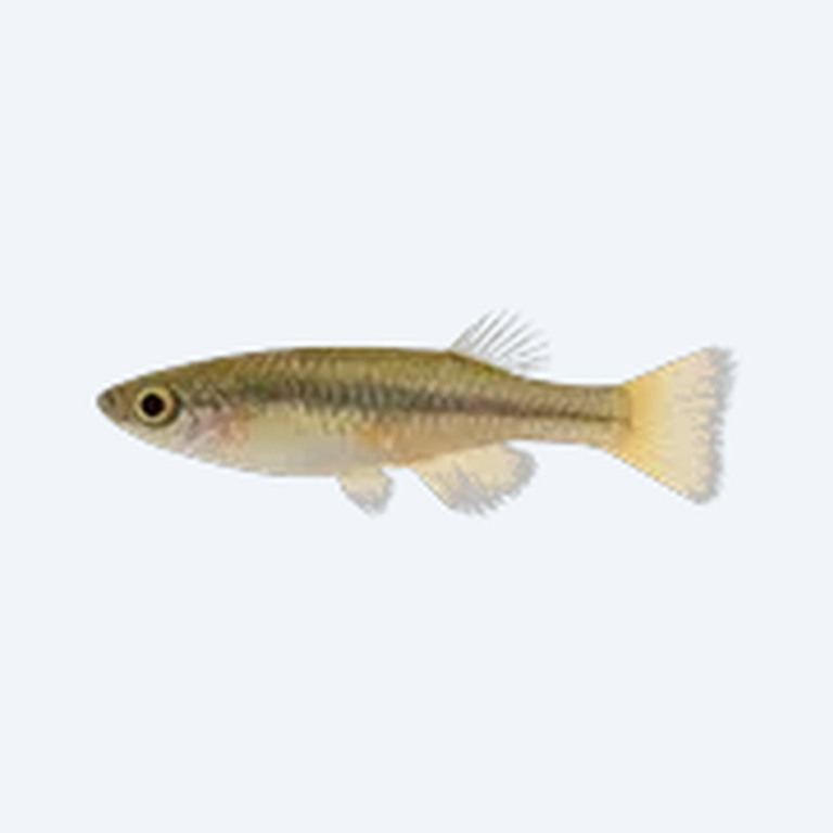 Oryzias woworae (Oryzias woworae) in a planted freshwater aquarium