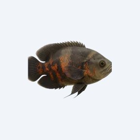 Oscar (Astronotus ocellatus) in a planted freshwater aquarium
