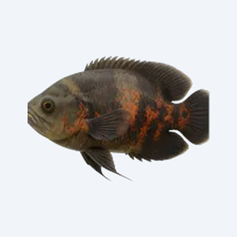 Oscar (Astronotus ocellatus) in a planted freshwater aquarium