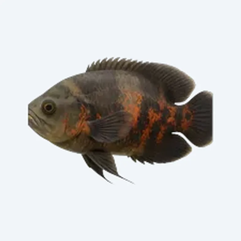 Oscar With Other Fish in aquarium