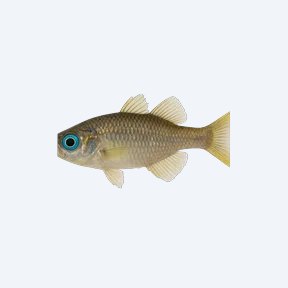 Pacific Blue-eye (Melanotaeniidae sp.) in a planted freshwater aquarium