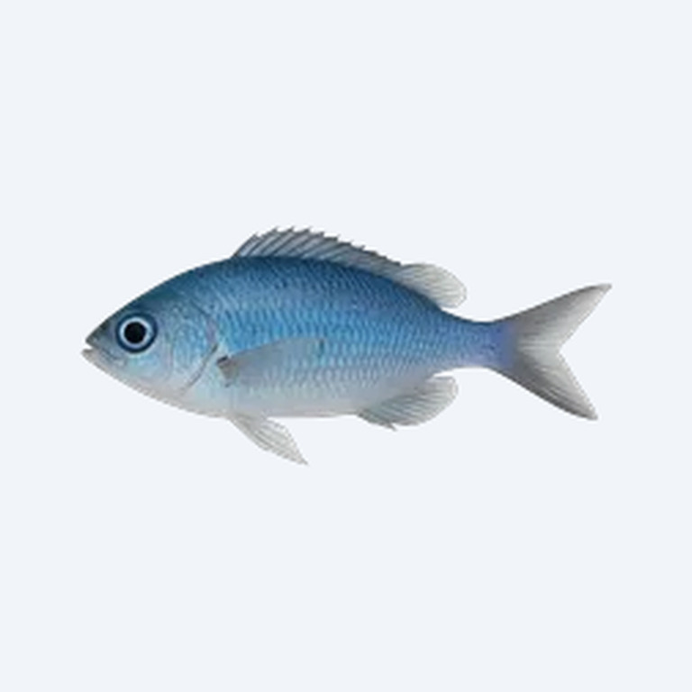 Pacific Blue-eye (Melanotaeniidae sp.) in a planted freshwater aquarium