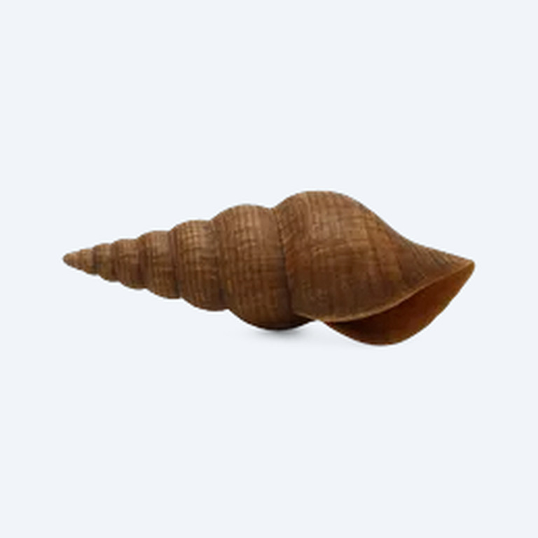 Pagoda Snail (Tylomelania sp.) in a freshwater aquarium
