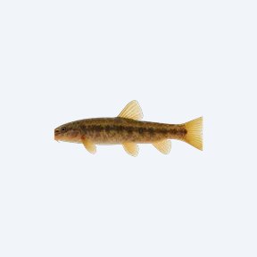 Pakistani Loach (Botia almorhae) in a planted freshwater aquarium