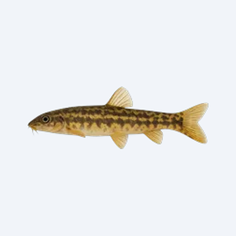 Pakistani Loach (Botia almorhae) in a freshwater aquarium