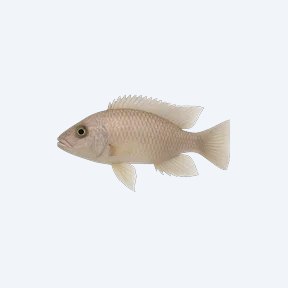 Pale Usisya Aulonocara (Cichlidae sp.) in a planted freshwater aquarium