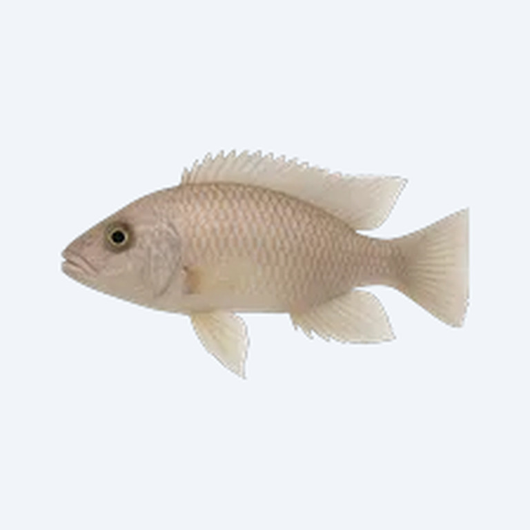 Pale Usisya Aulonocara (Cichlidae sp.) in a freshwater aquarium
