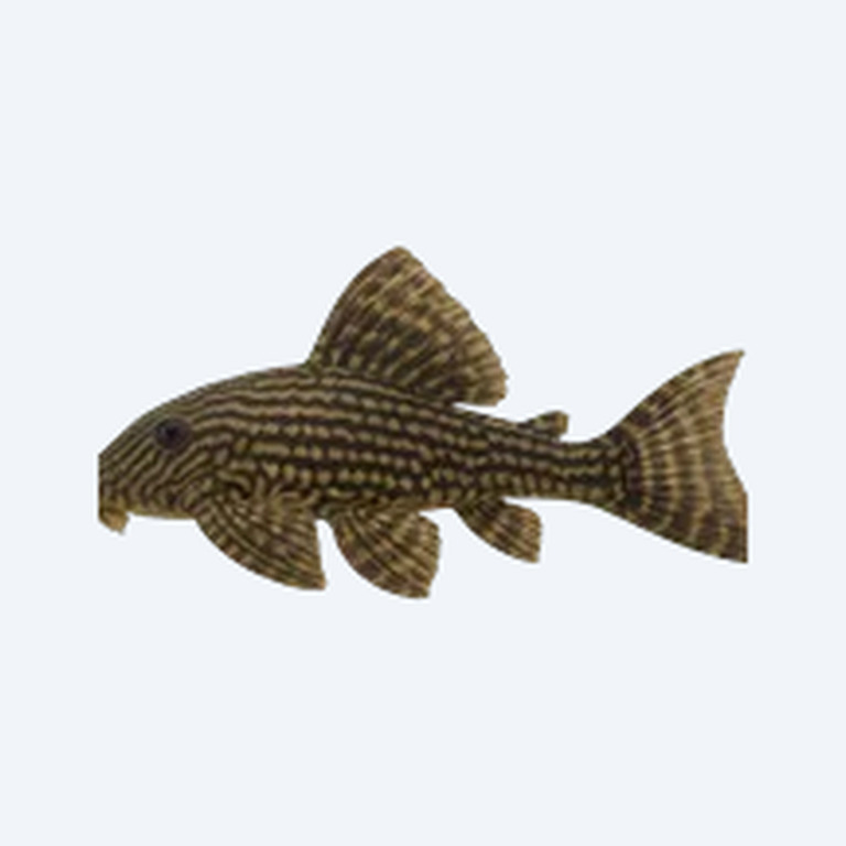 Panaque nigrolineatus (Panaque nigrolineatus) in a freshwater aquarium