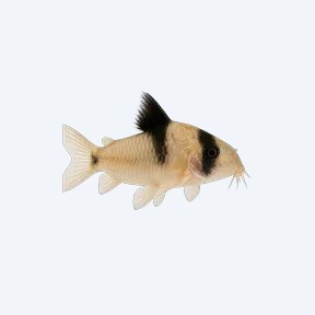 Panda Cory (Corydoras sp.) in a planted freshwater aquarium