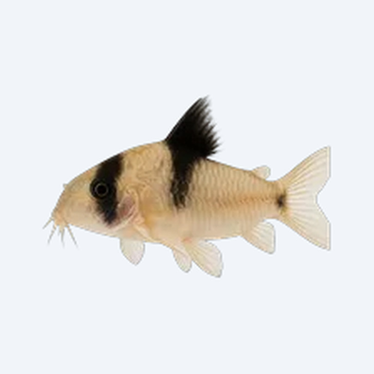 Panda Cory (Corydoras sp.) in a planted freshwater aquarium