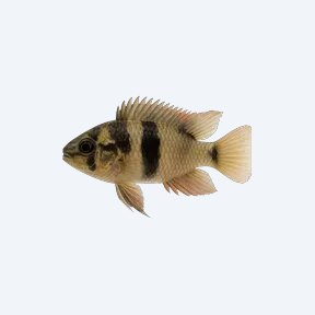 Panda Dwarf Cichlid (Cichlidae sp.) in a planted freshwater aquarium