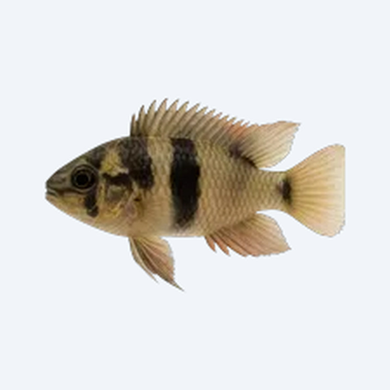 Panda Dwarf Cichlid (Cichlidae sp.) in a freshwater aquarium