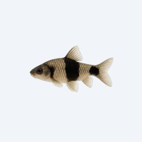 Panda Garra (Garra flavatra) in a planted freshwater aquarium