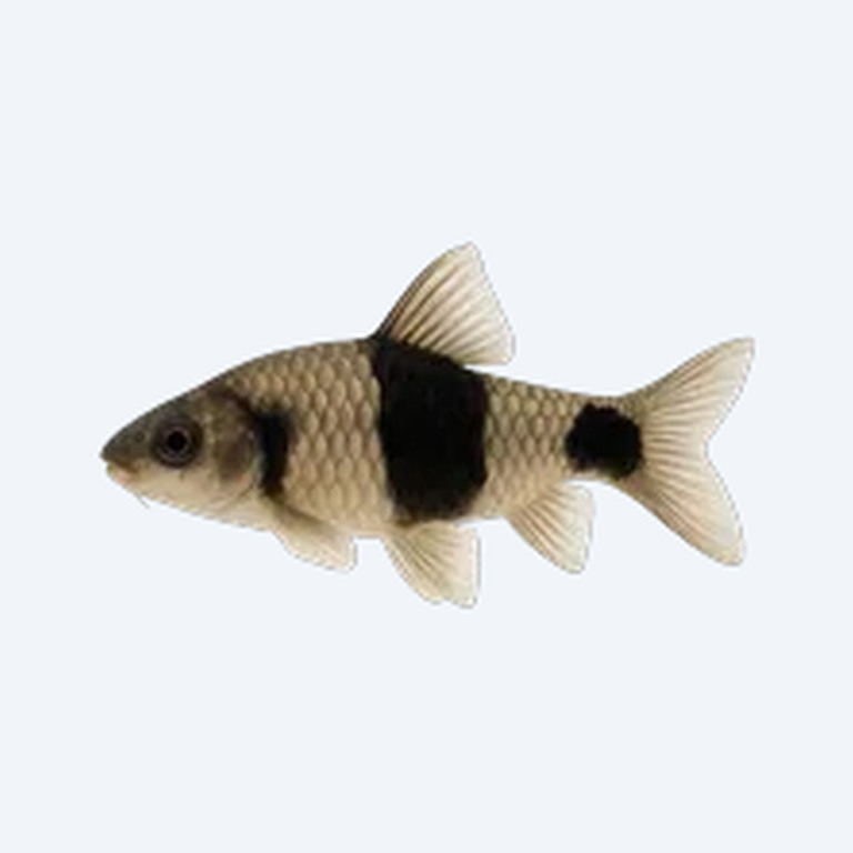 Panda Garra (Garra flavatra) in a freshwater aquarium
