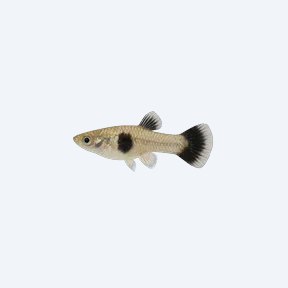 Panda Guppy (Poecilia reticulata) in a planted freshwater aquarium