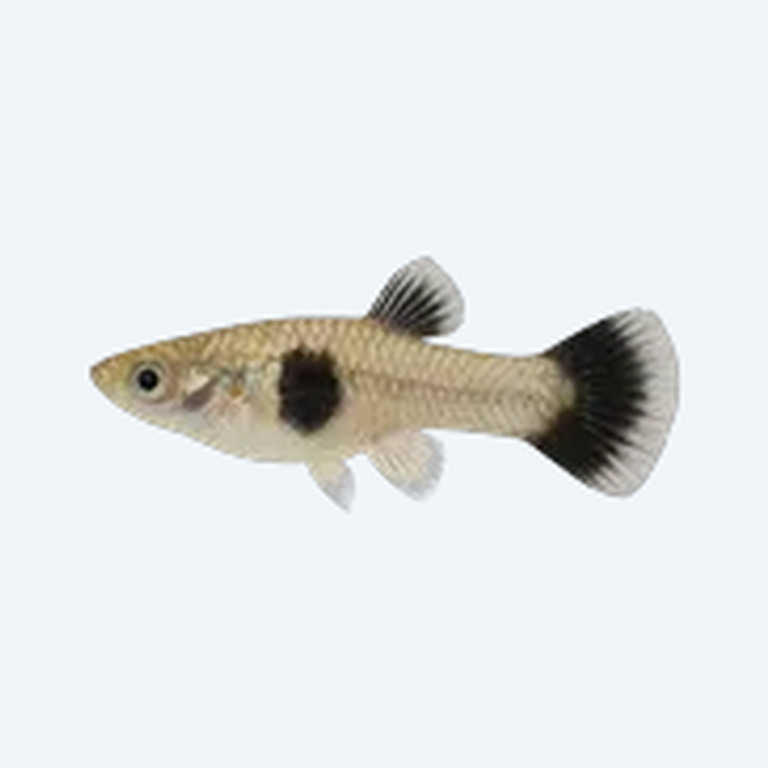 Panda Guppy (Poecilia reticulata) in a planted freshwater aquarium