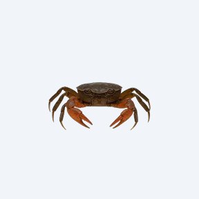 Panther Crab (Parathelphusa pantherina) in a planted freshwater aquarium