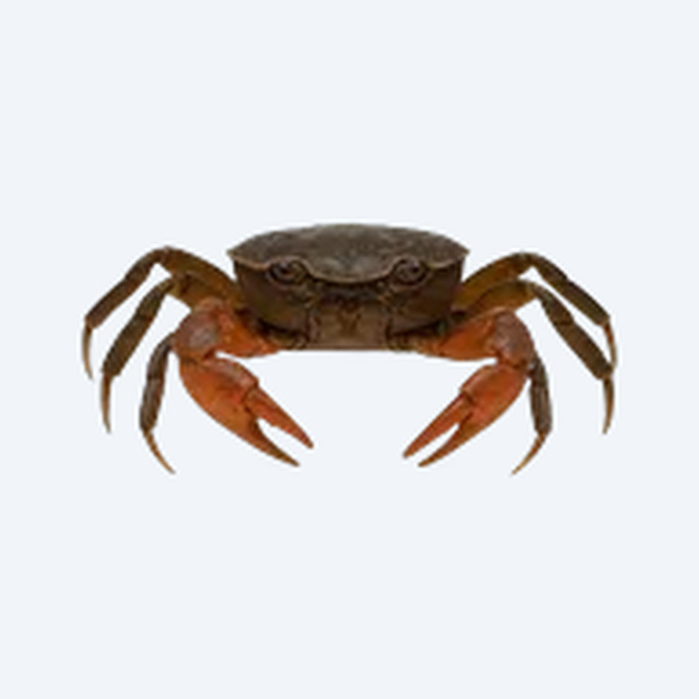 Panther Crab (Parathelphusa pantherina) in a planted freshwater aquarium